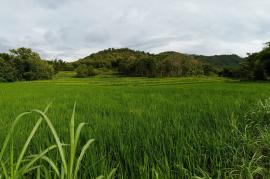 MATUN, CARA TRADISIONAL PETANI MEMBERSIHKAN GULMA 